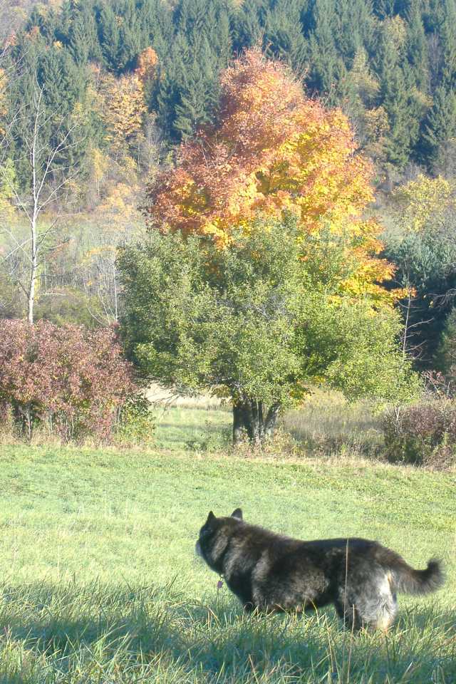 Nishan Hill, September